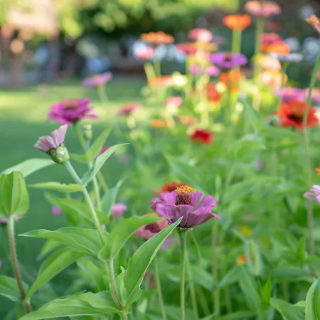 Gasthof Ova Butik 3*